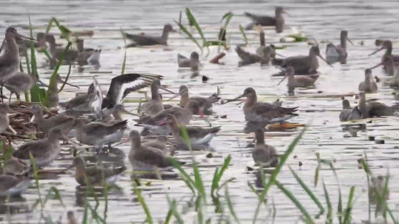 100s of Black-tailed Godwits (Limosa Limosa) wading and swimming @RSPBLeightonMoss