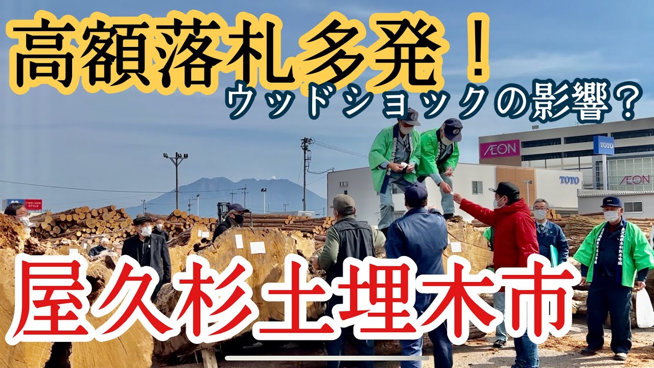 【高額落札多発！】屋久杉市場に潜入！