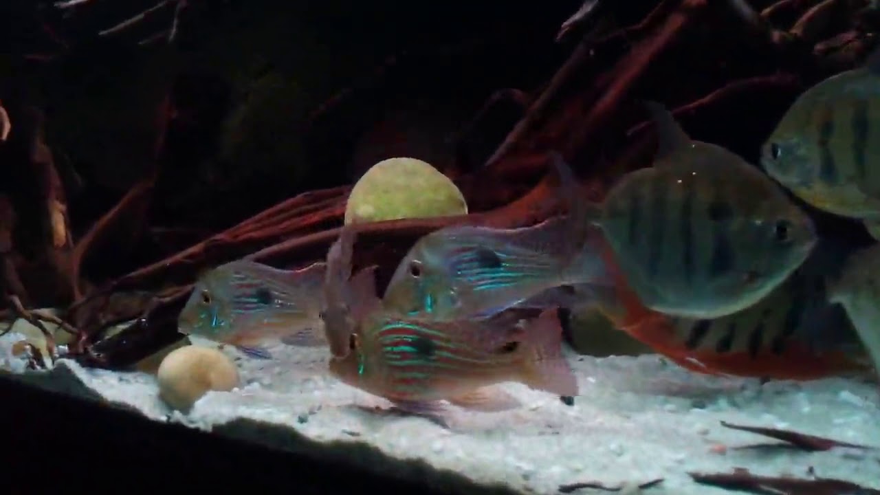 Metynnis and Geophagus in 200 g tank