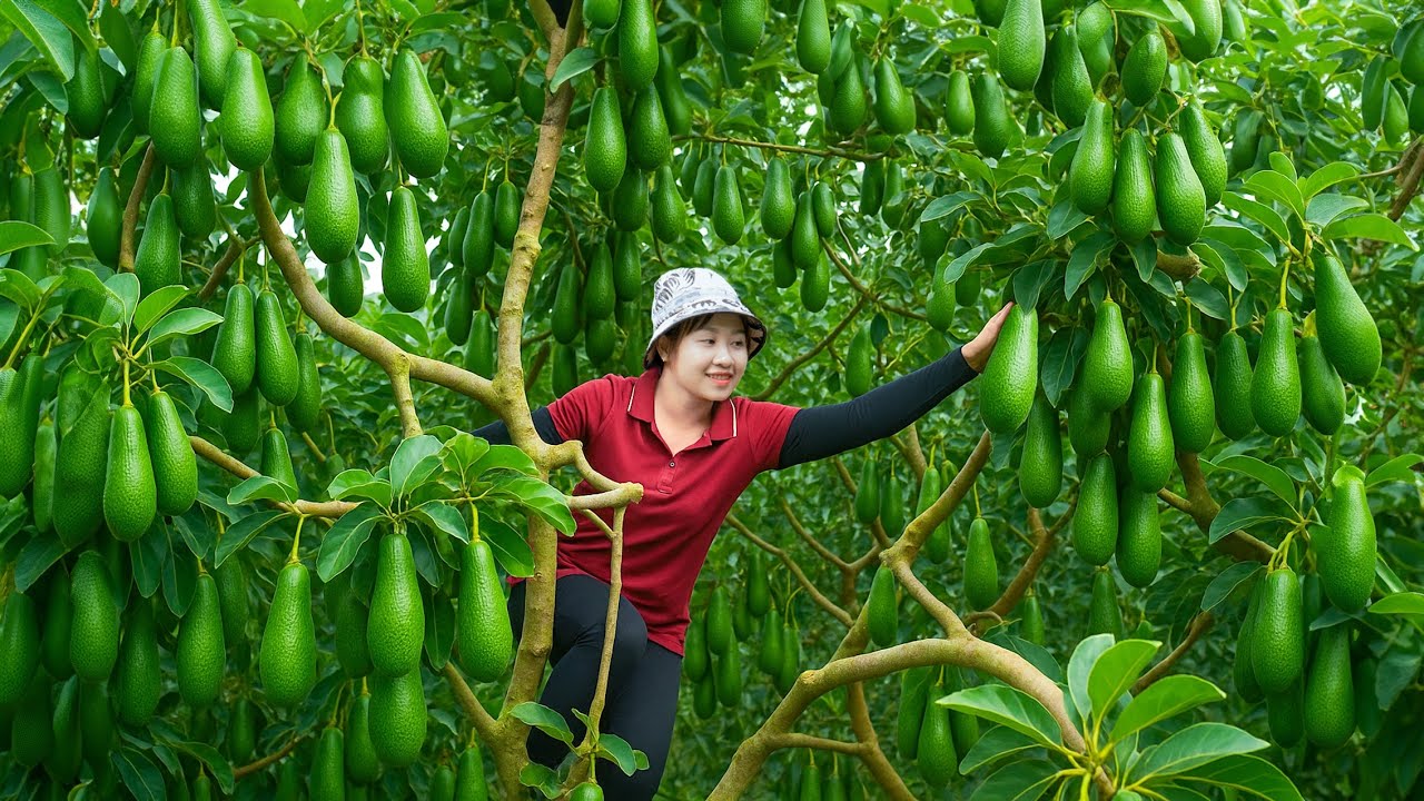 Harvesting a Lot of Strange Avocados and Unusual Gourds Go to Market Sell | Lucia Daily Life
