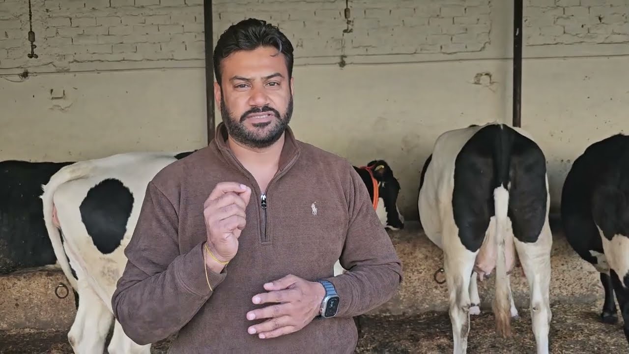 50 lt milk capacity with gurantee  high yield set of 4🐄cows #forsale @rs 840000 || watch full vedio 