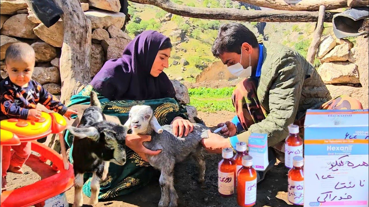 Saving the Little Goats | Osool-e Din Returns with Medicine and Hope 