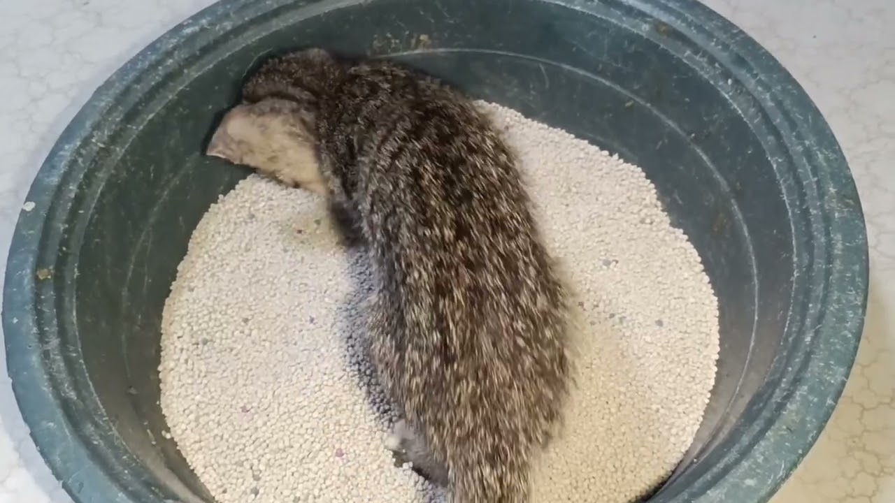 MAG PAPALIT NA AKO NG CAT LITTER #cat #kitten #PETS