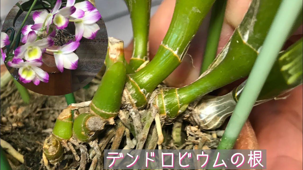 デンドロは、3月末頃から植替えします。鉢と水苔と軽石の準備しなきゃ！ ですね〜