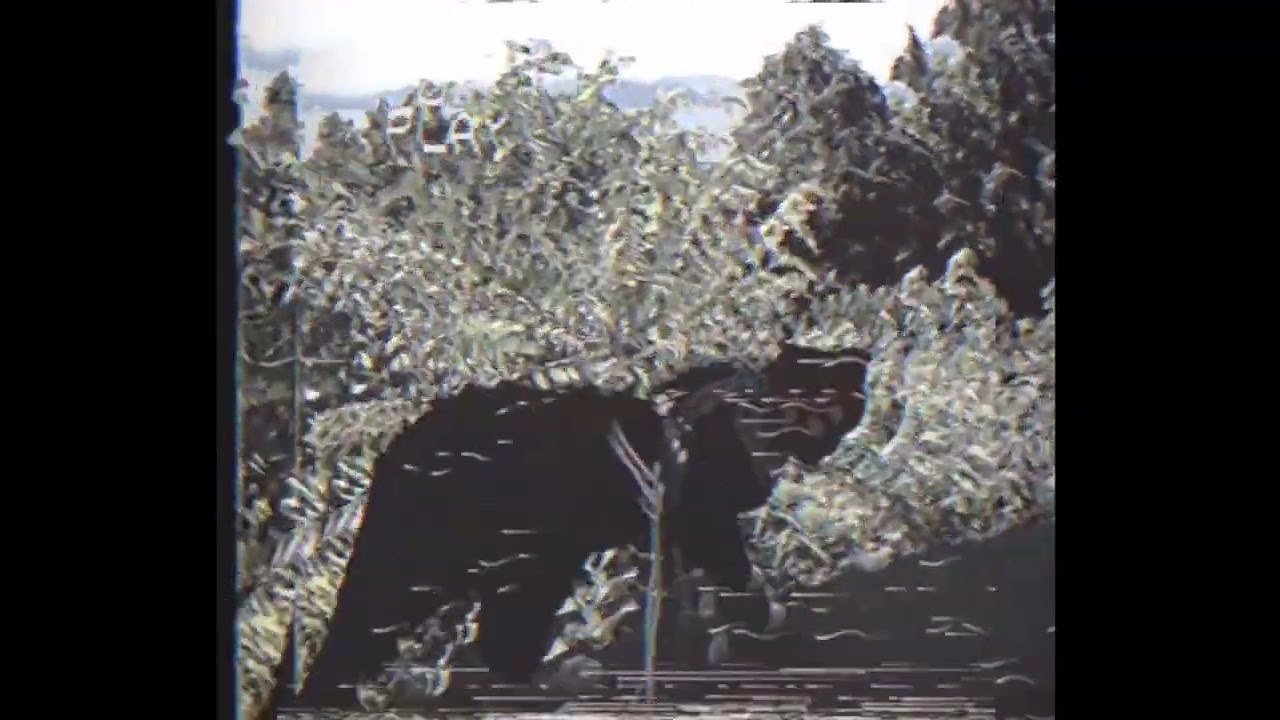 The Dead Shakers & Bleach Day - Walkin' My Cat Named Dog