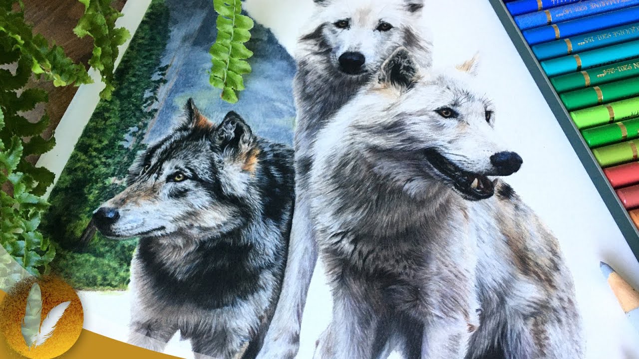 Drawing Realistic Fur Colored Pencil Tips - 5 Ways To Improve