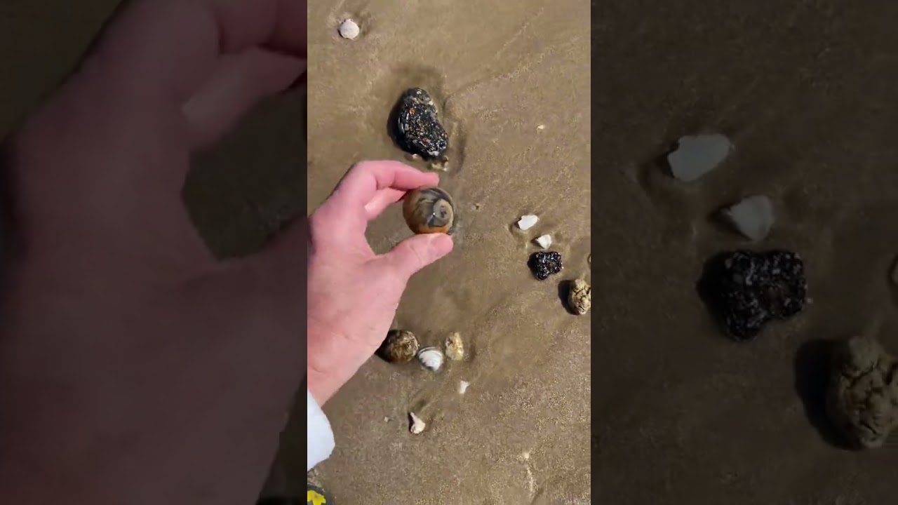 Huge Moon Snail! #beachcombing # #shelling #moonsnail #texas