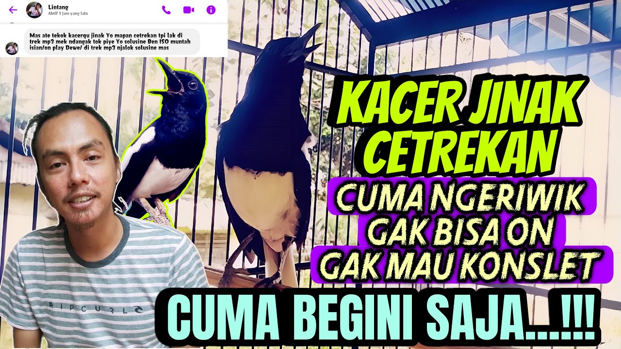 CUMA BEGINI SAJA ⁉️ MERAWAT KACER JINAK CETREKAN SUPAYA TETAP GACOR DAN BUKA EKOR