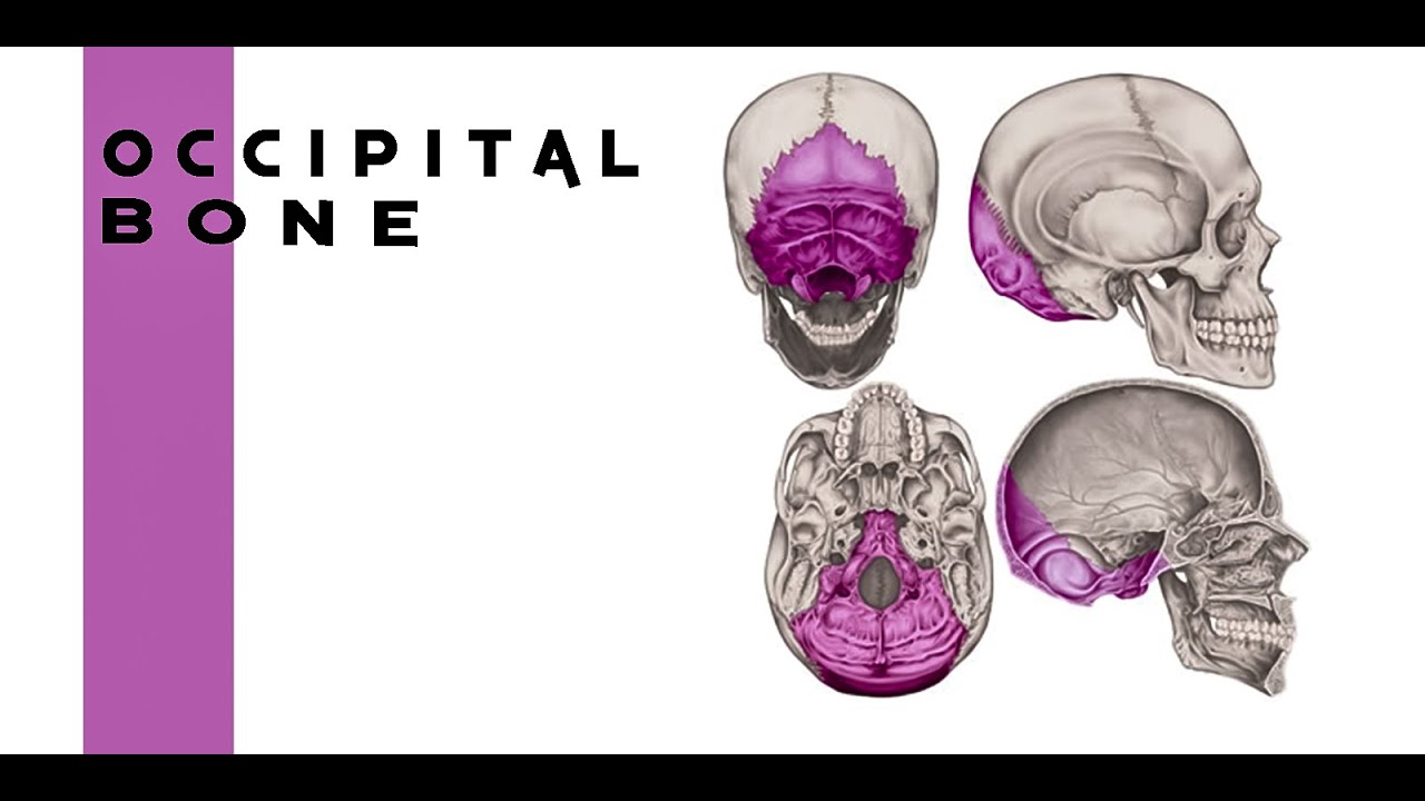 العظم القذالي - occipital bone