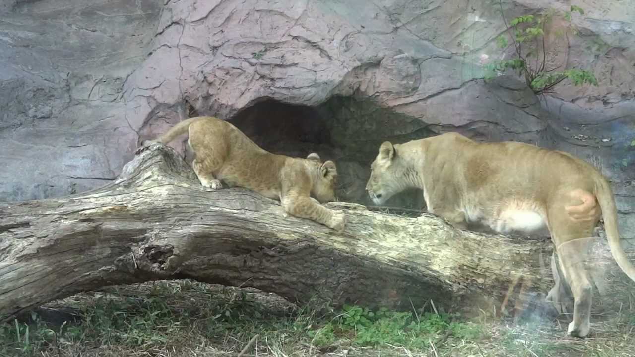 ライオン・ルナと赤ちゃん（東山動物園）Lion's babys