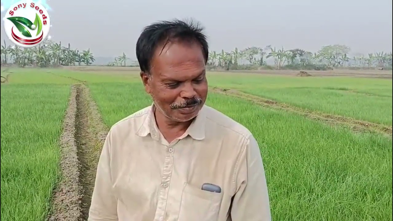 hybrid suksagar 111 | হাইব্রিড সুখসাগর ১১১। সুখসাগর পিয়াজ বীজ। sukhsagar |লাল পিয়াজ