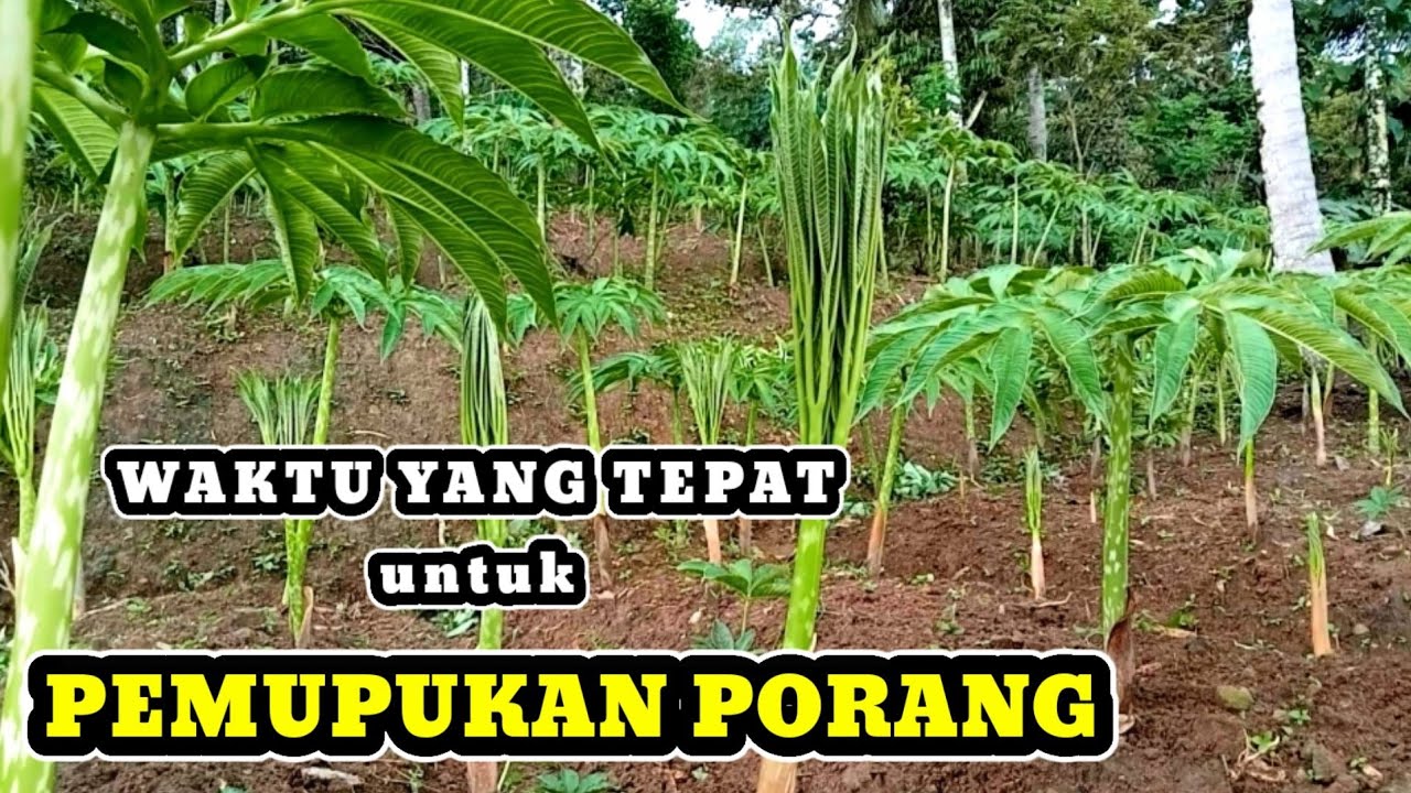 WAKTU YANG TEPAT UNTUK PEMUPUKAN PORANG