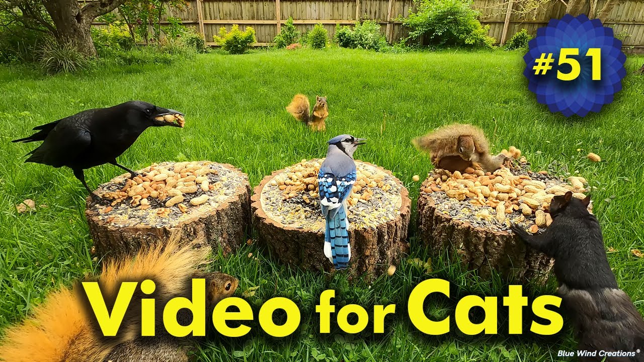 Greedy Crows and Bossy Red Squirrels | Videos for Cats to Watch | Birds and Squirrels | Video 51