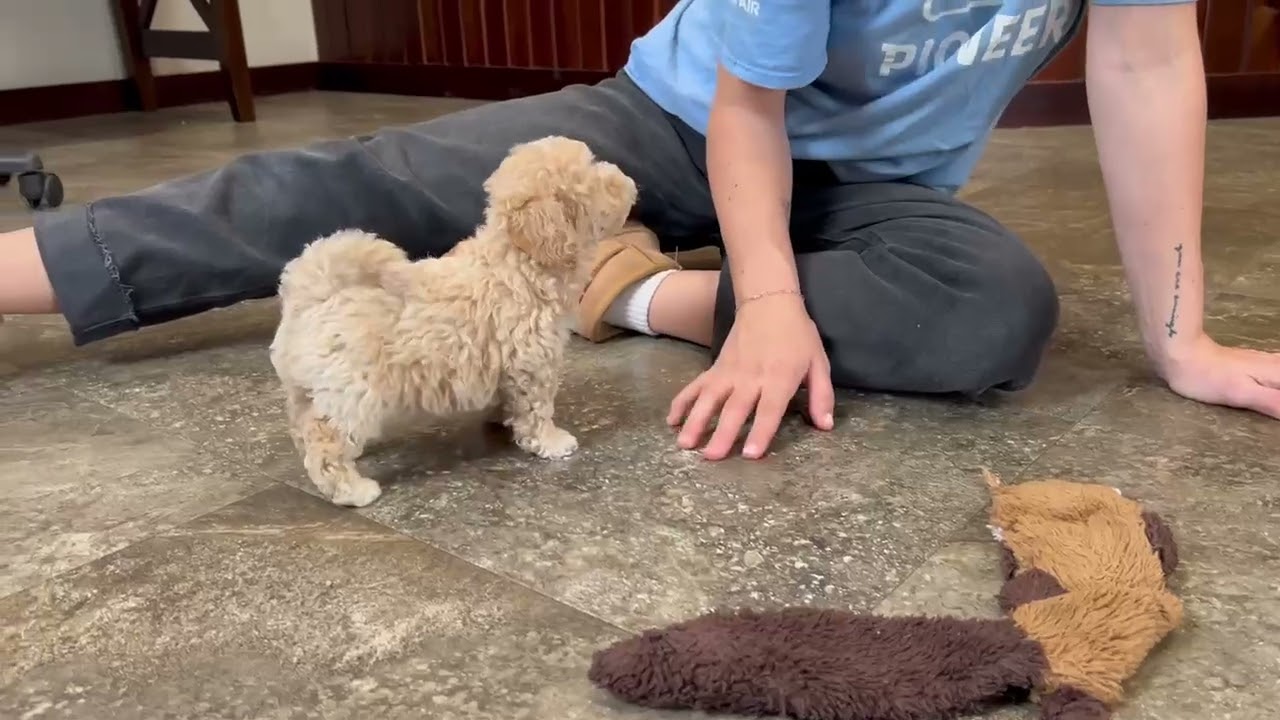Carrie. Bichpoo