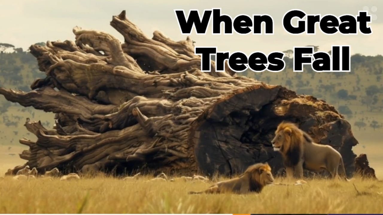 When Great Trees Fall | Maya Angelou When Great Trees Fall | ICSE Class 10 | @sirtarunrupani