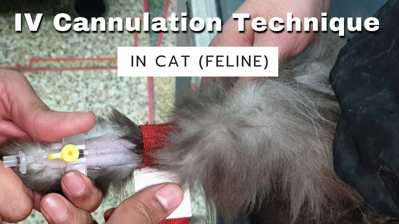 How to Put IV Cannula/Branula/Catheter in Cephalic Vein of Cats | IV Cannulation Technique | Feline