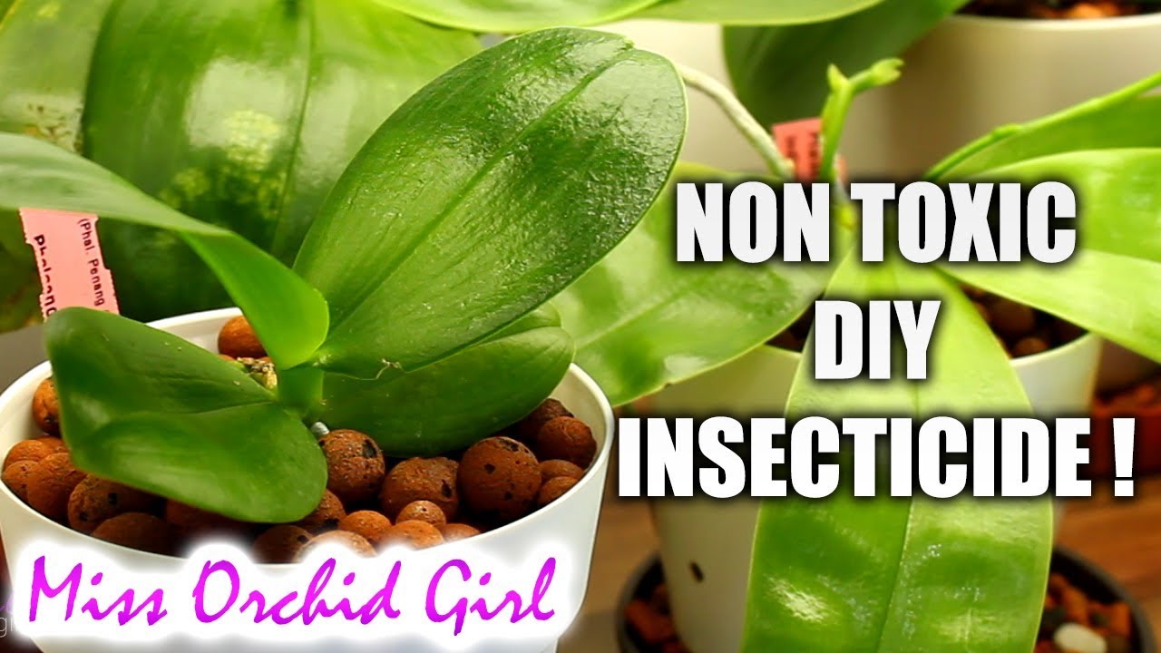How to get rid of spider mites at home 2018 - Complete, step by step guide for Orchids