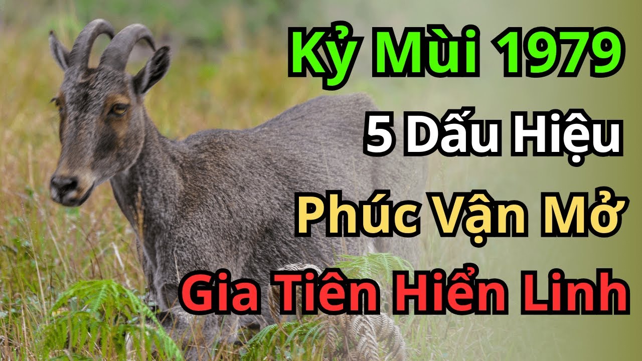Kỷ Mùi 1979: Thấy 1 Trong 4 Dấu Hiệu Này, Chắc Chắn Phúc Vận Đã Đến, Gia Tiên Phù Hộ Đại Thắng!