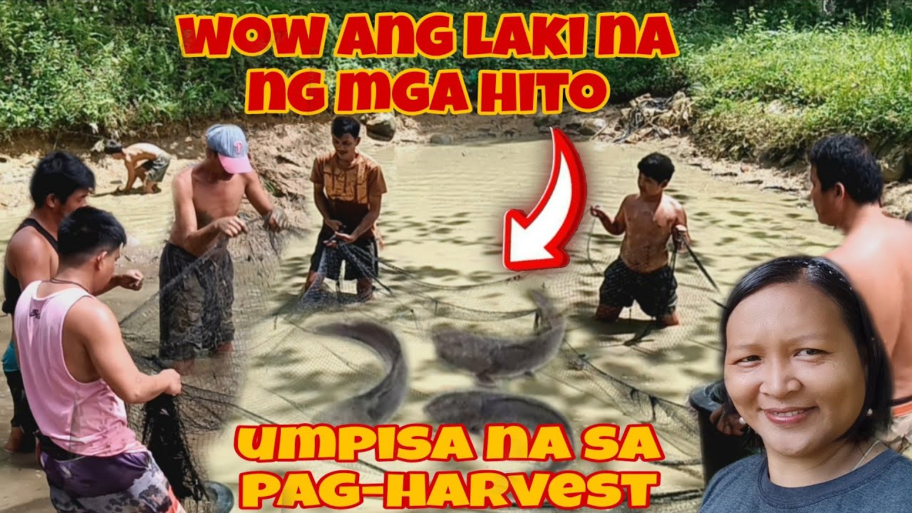 INU-UMPISAHAN NA ANG PAG-HARVEST SA PALA-ISDAAN NI KABUGOY@JoxMTV@JaperSniperOfficia
