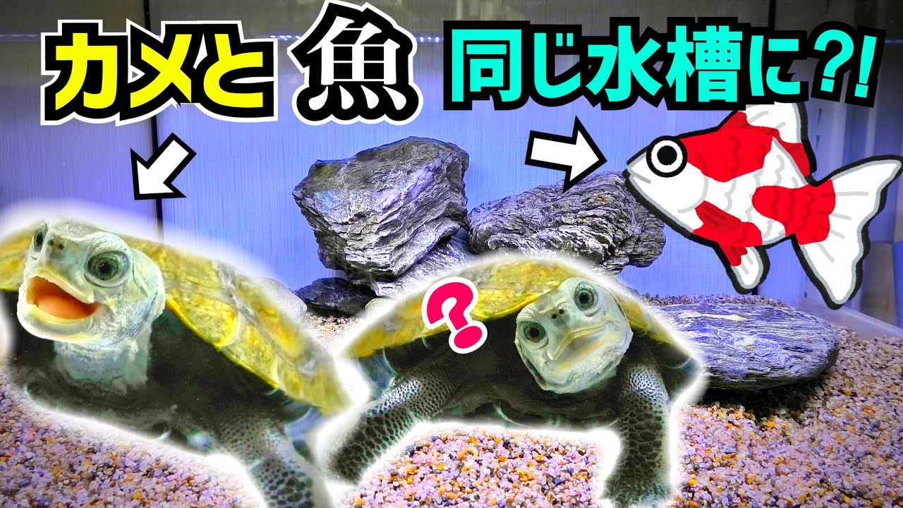 カメと魚を一緒に飼育する！水槽立ち上げ編