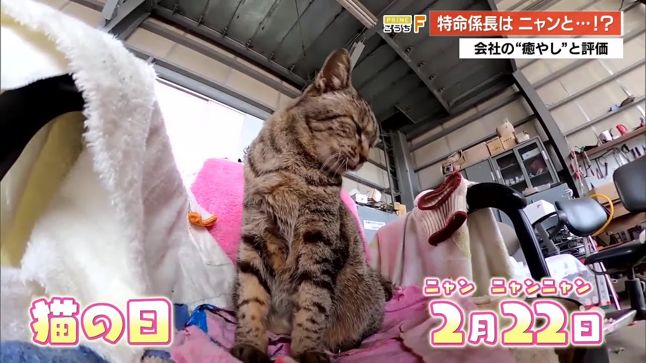 “ニャン”と給与アップの打診も！元・野良猫の“トラ”が特命係長に就任　社員も思わずメロメロに【高知】 (26/02/20 19:05)