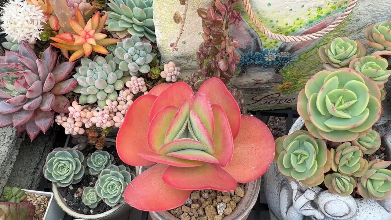 三月的多肉植物分享|我的小苗養成分享
