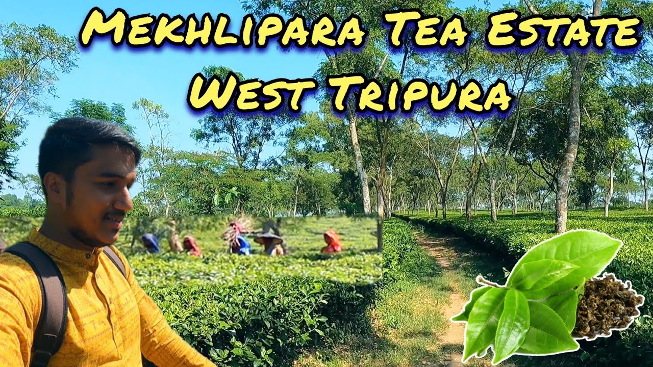 Mekhlipara Tea Estate (মেখলিপাড়া চা বাগান) // West Tripura // Vlog-42