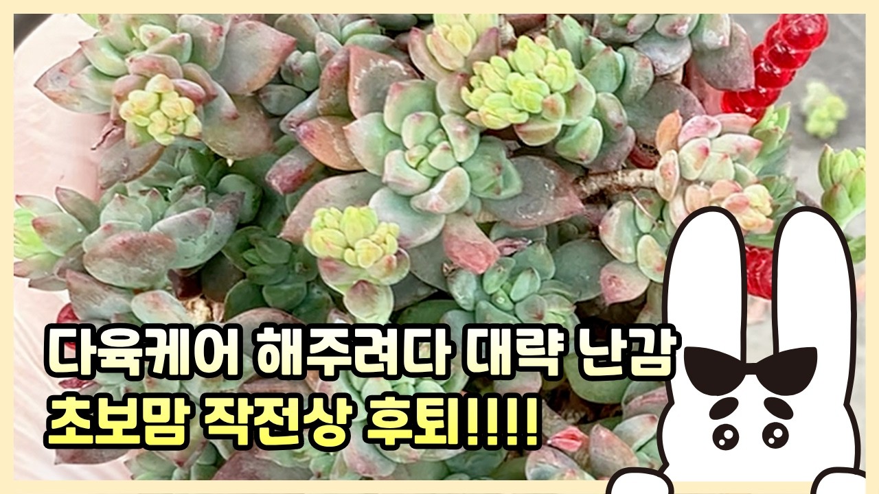 260307[다육케어] 초보다육맘 결정장애 작전상 후퇴한날 !(영상마무리못함)