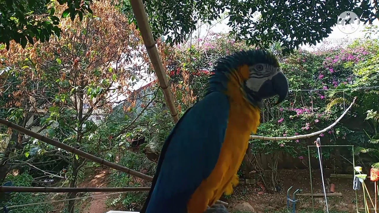 PERICOS Y LOROS LIBRES POR QUE Y COMO CAMBIA UN LORO AL SER LIBERADO EL FLACO 8 MESES SUELTO