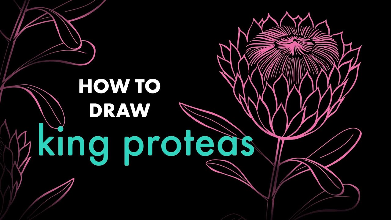 How to Draw a King Protea Flower Using Just a Pen and Pencil!