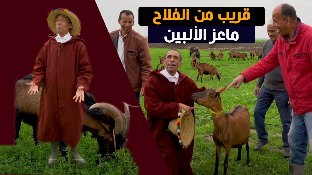 قريب من الفلاح مع ابراهيم خاي...ماعز الألبين أكثر أنواع الماعز إدرارا للحليب..من جبال الألب لأزغار