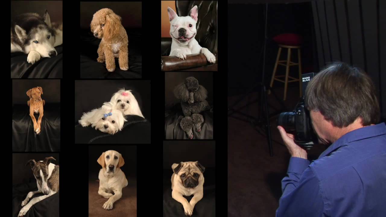 Amazing  Distinctive Dog Photography in San Jose by Joseph Sargent 1st .Episode HQ H264 HD