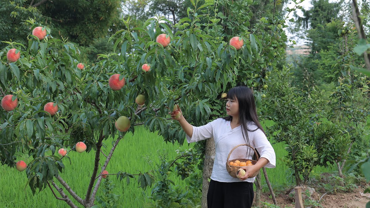 【二米炊烟】Peach 又香又甜的水蜜桃熟了，整個夏天都是桃子味