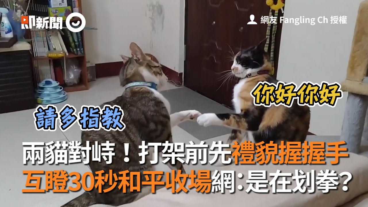 兩貓對峙！打架前先禮貌握握手 互瞪30秒和平收場網：是在划拳？│寵物│貓咪｜猫｜ねこ│Pet│Cat│Kitten