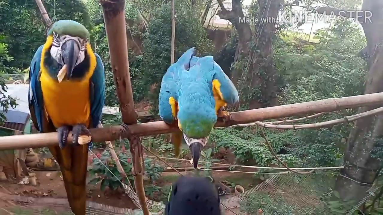 LOROS LIBRES &iquest; COMO AMANSAR A UN LORO ? SONIDOS DULCES Y SALUD DE AVES LIBRES DE JAULAS
