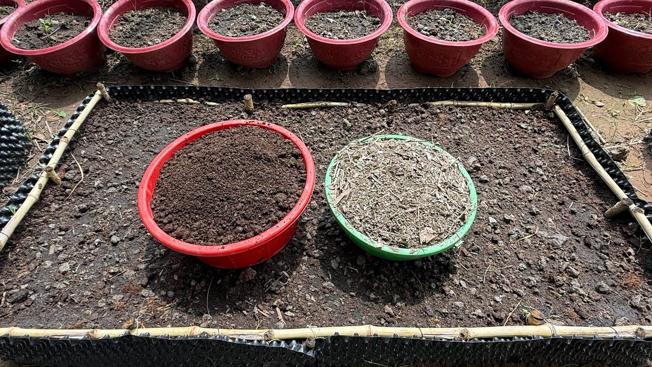 Как сделать почву пригодной для выращивания любого растения