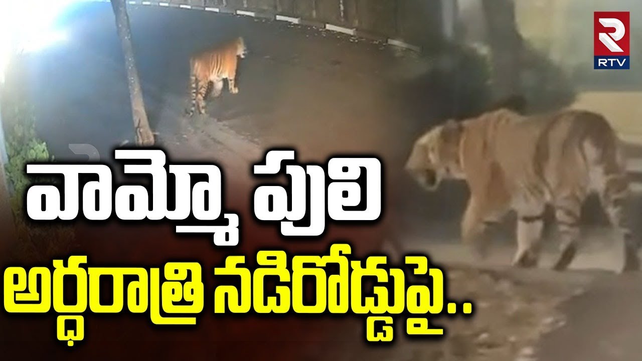 Tiger Tension In Rajahmundry | వామ్మో పులి అర్ధరాత్రి నడిరోడ్డుపై..| East Godavari Latest News | RTV