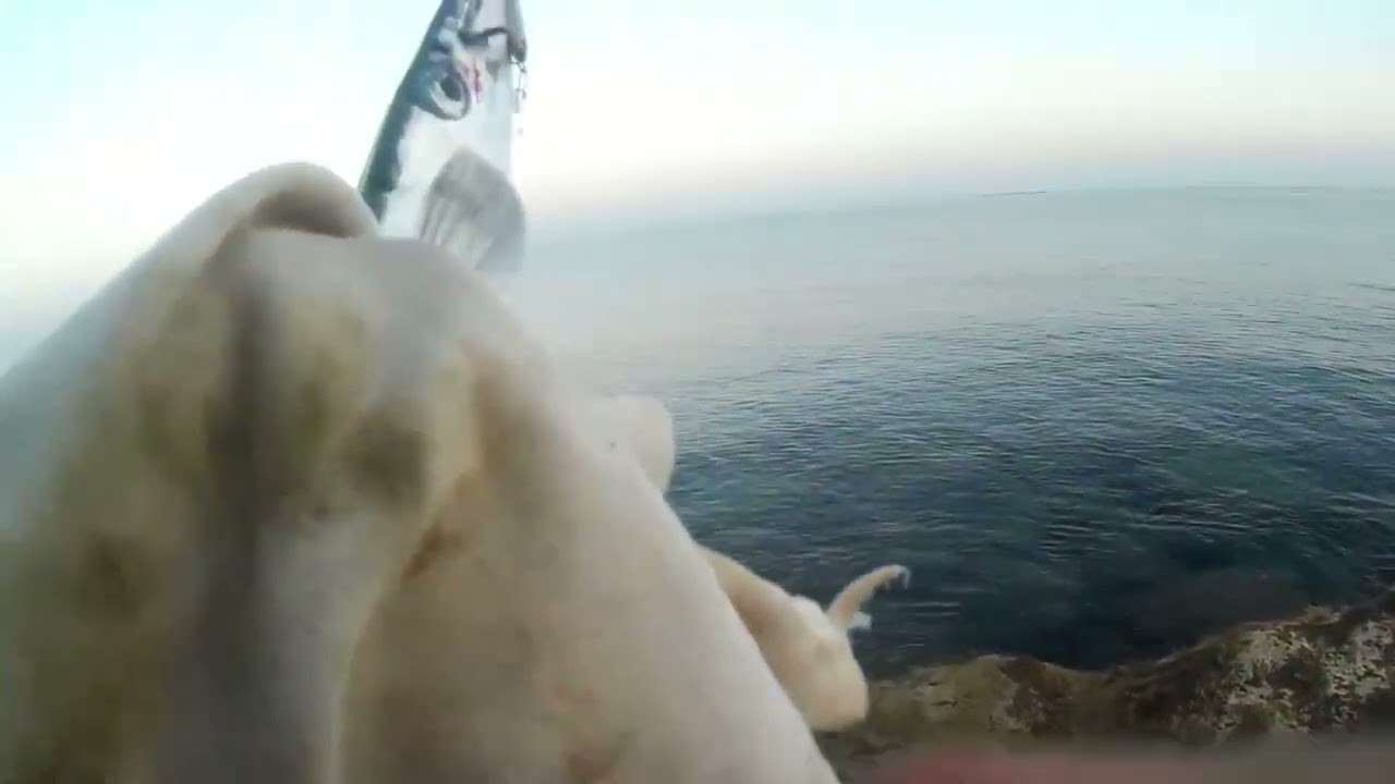 çılgın zarganalar