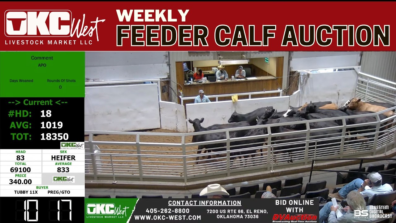 OKC WEST LIVESTOCK MARKET | Weekly Feeder Yearling Auction #FeederSteers #FeederHeifers | 6.24.26