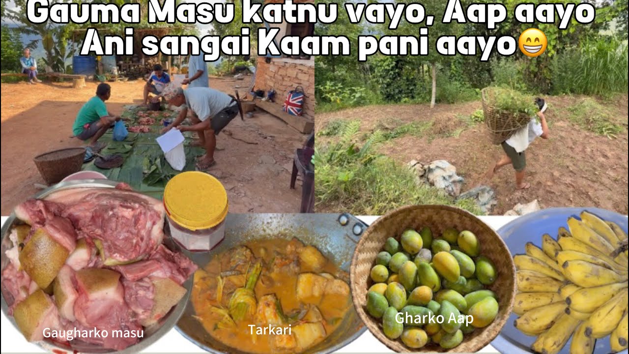 Gauma pani sungur katnu vayo || Ek dalo Aap 🥭 sanga bhat 😁