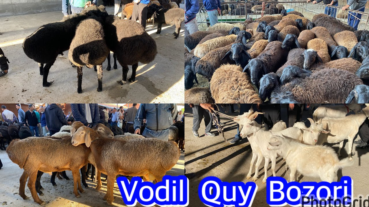 VODIL QUY BOZORI .Quchqorlar, Echki va Hunajinlar   Narhlari 30,08,2023 . Zo’r buldi