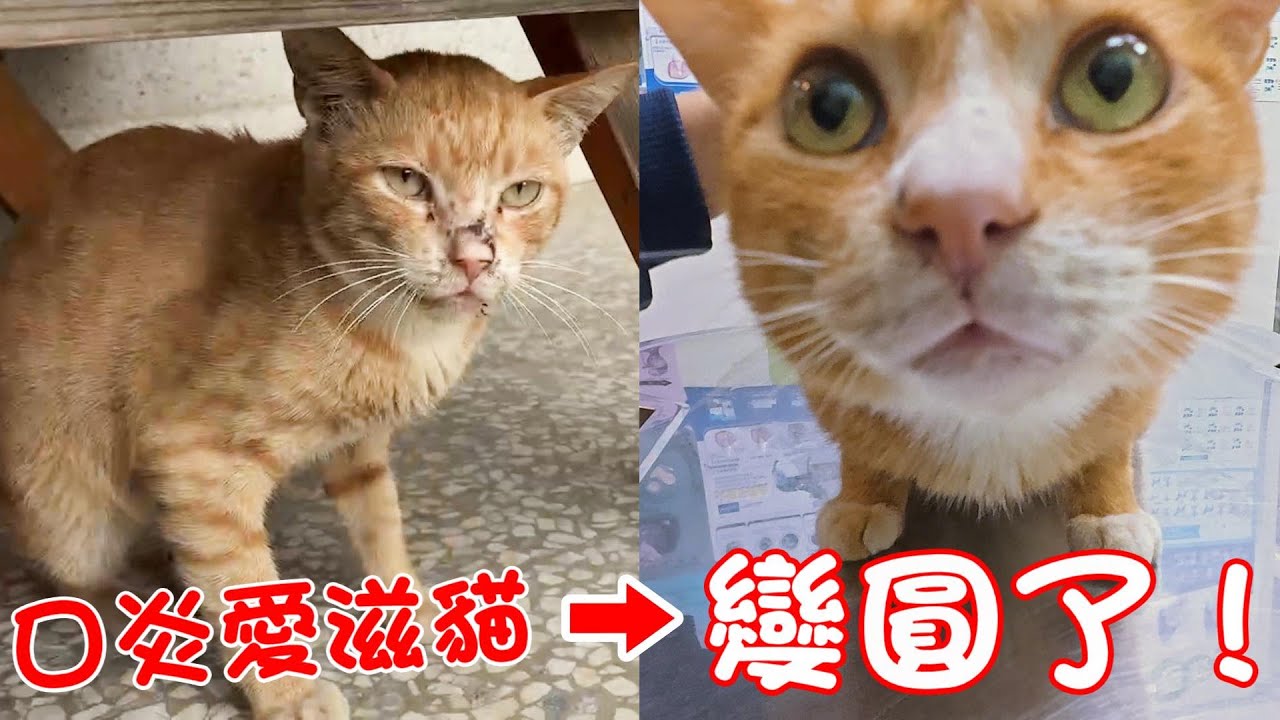 見證幸福！口炎愛滋貓變圓的過程～