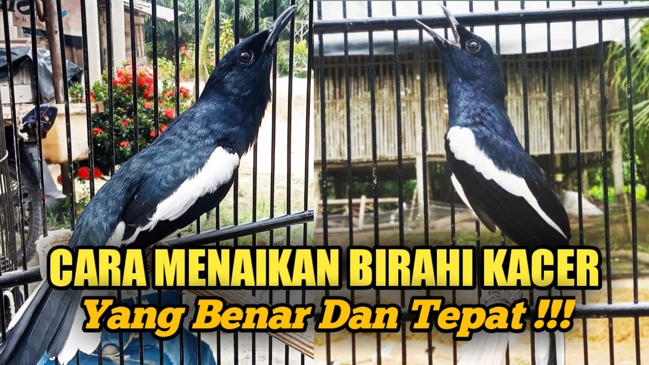 JANGAN SAMPAI SALAH !!! CARA MENAIKAN BIRAHI KACER YANG BENAR DAN TEPAT