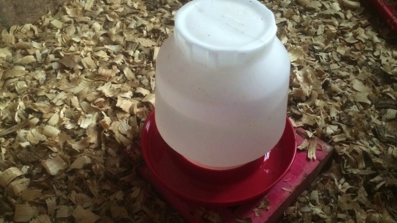 Water Requirements for Chickens