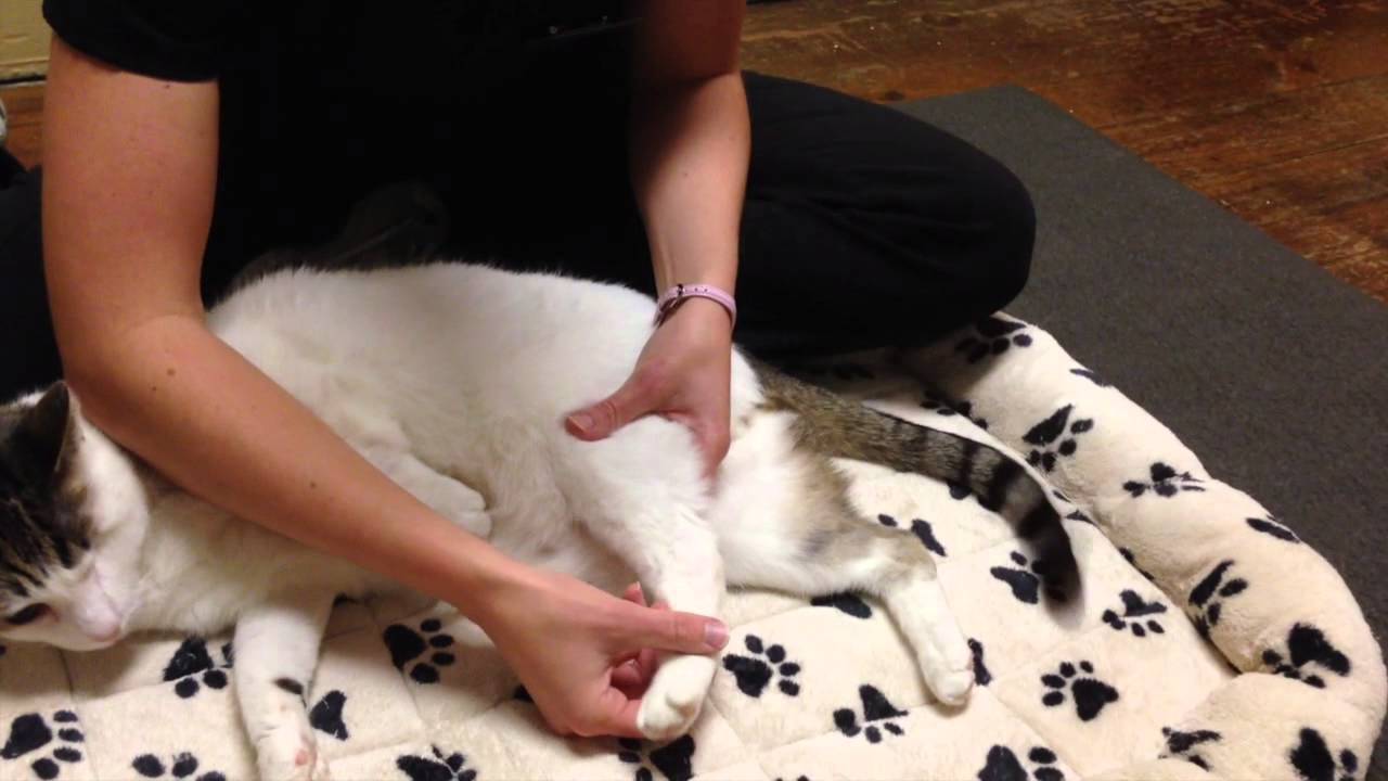 Feline Hind Limb PROM
