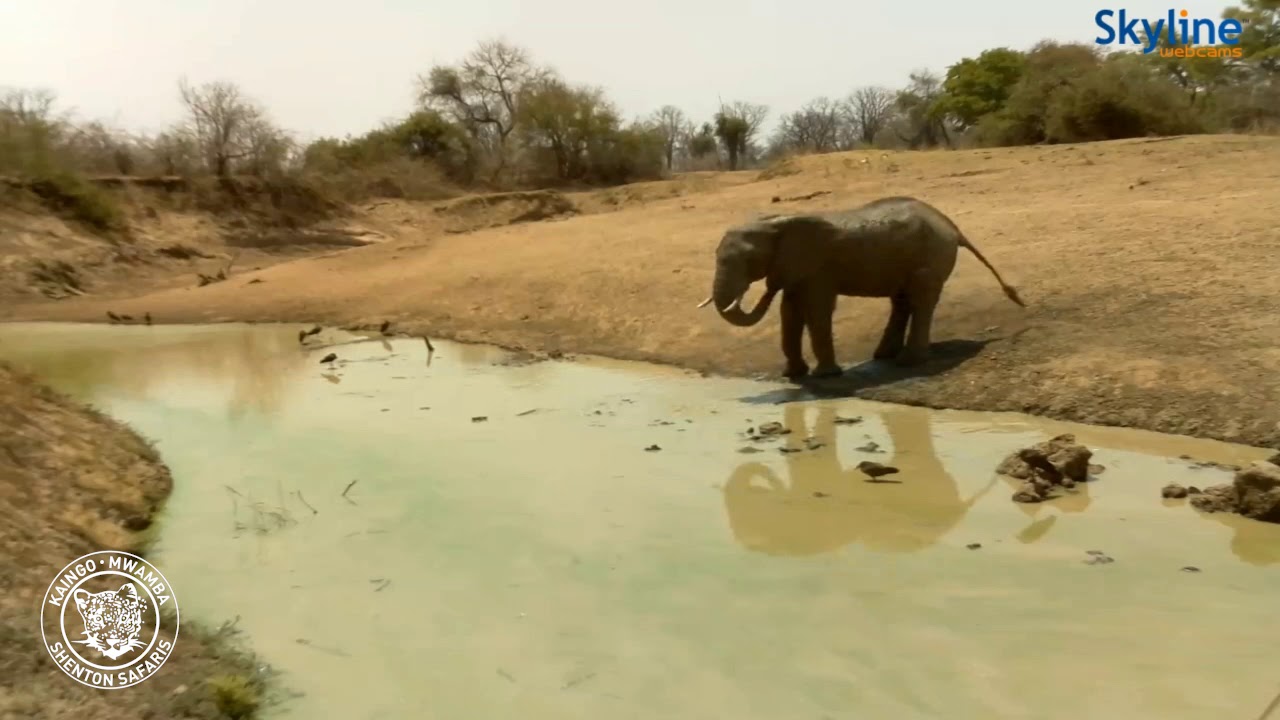 Live Webcam Highlights - Mwamba Bush Camp Waterhole