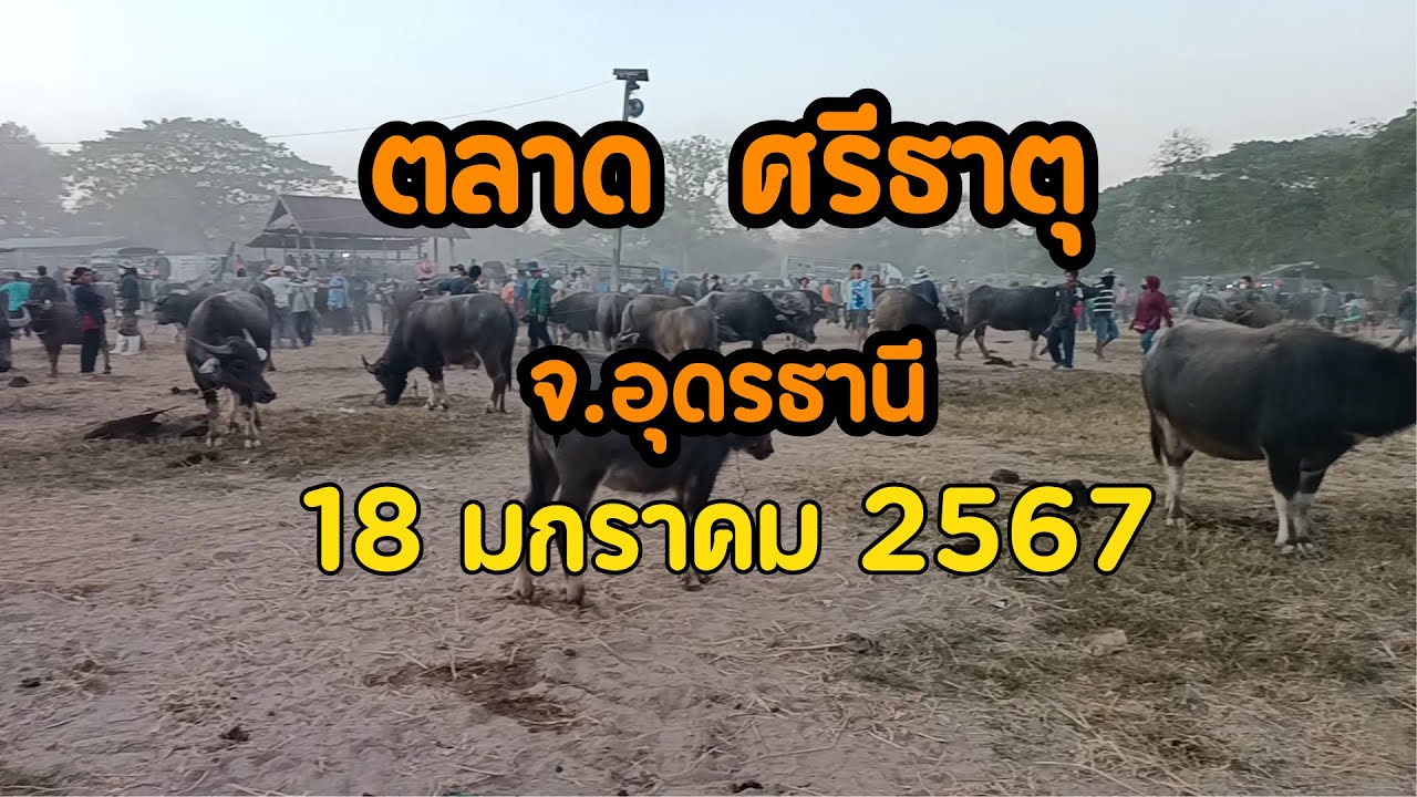 ราคาวัวควายวันนี้!!  ตลาดนัดโคกระบือ ศรีธาตุ จ.อุดรธานี |ฟาร์ม มงคลชัย