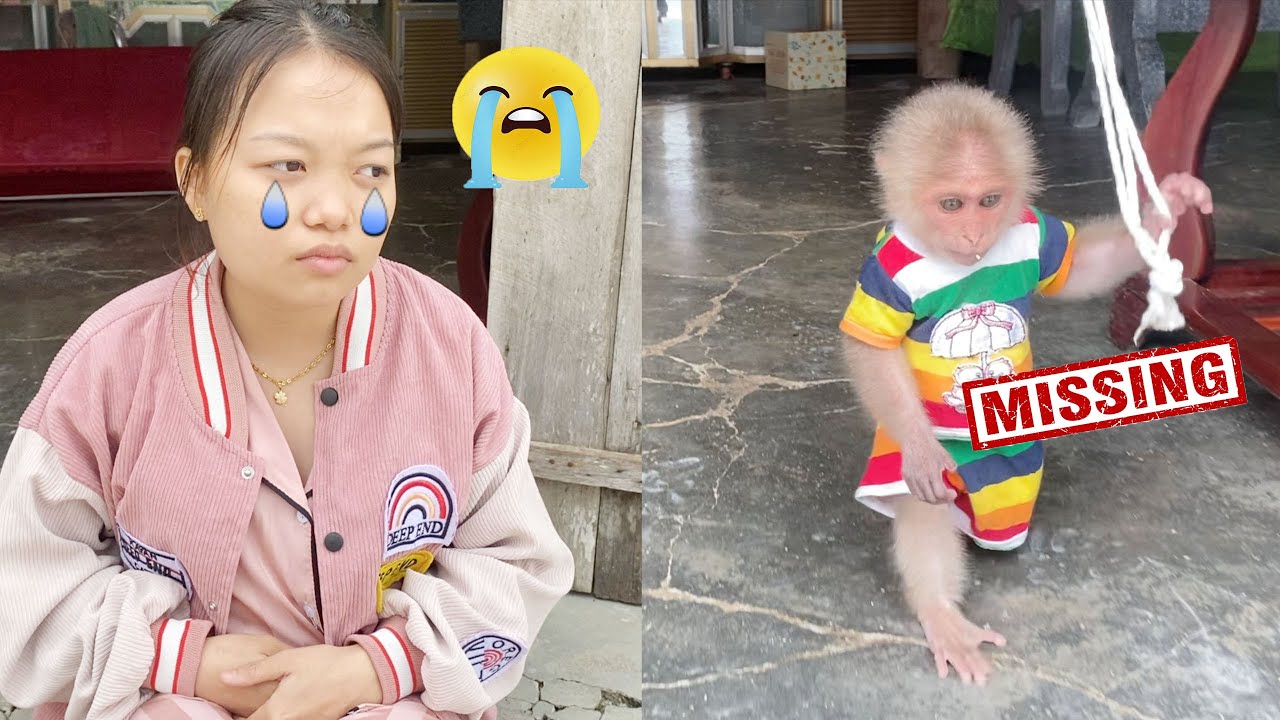 Monkey SinSin hid from Mom to go out, making Mom worried