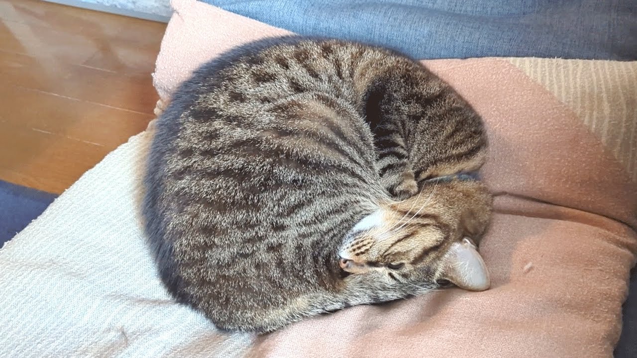今日もボケが冴える猫