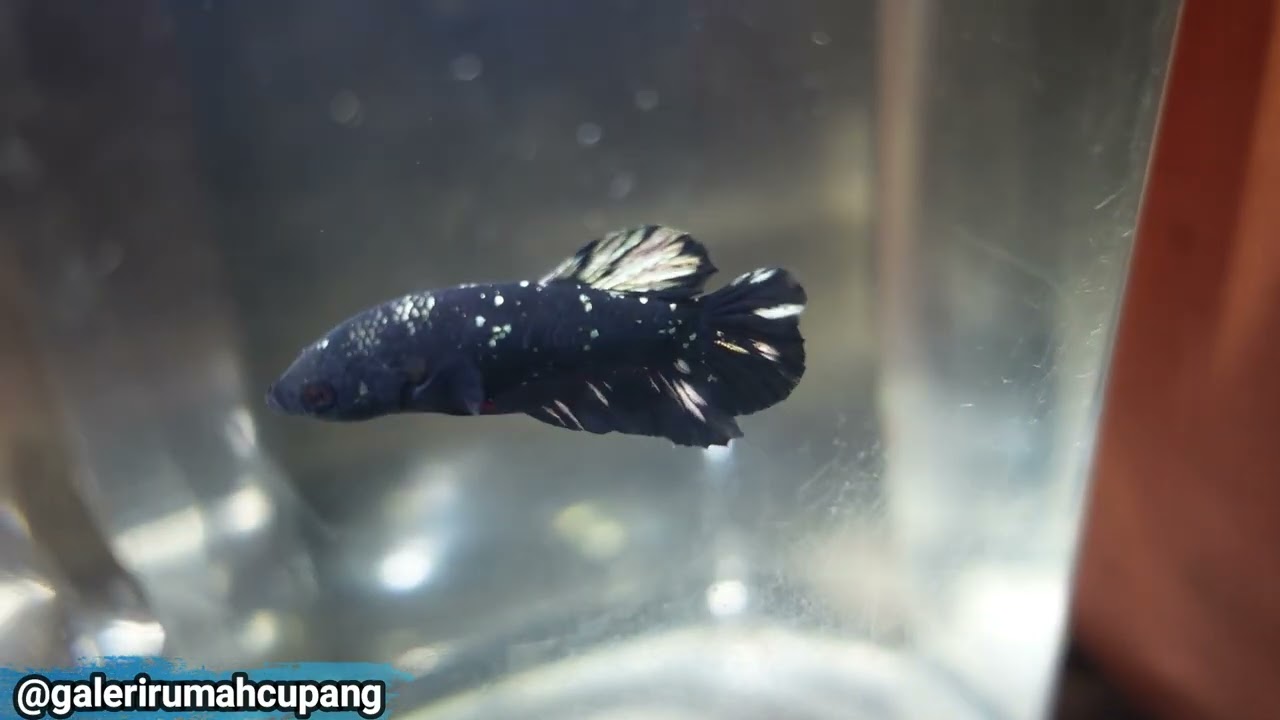 Ikan Cupang Ready Buat Yang Mau Beli